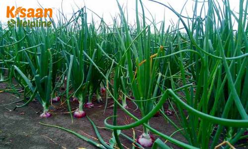 खरीफ प्याज की खेती के लिए किसान भाई मई माह में करें ये कृषि संबंधी कार्य, रखें इन बातों का खास ध्यान